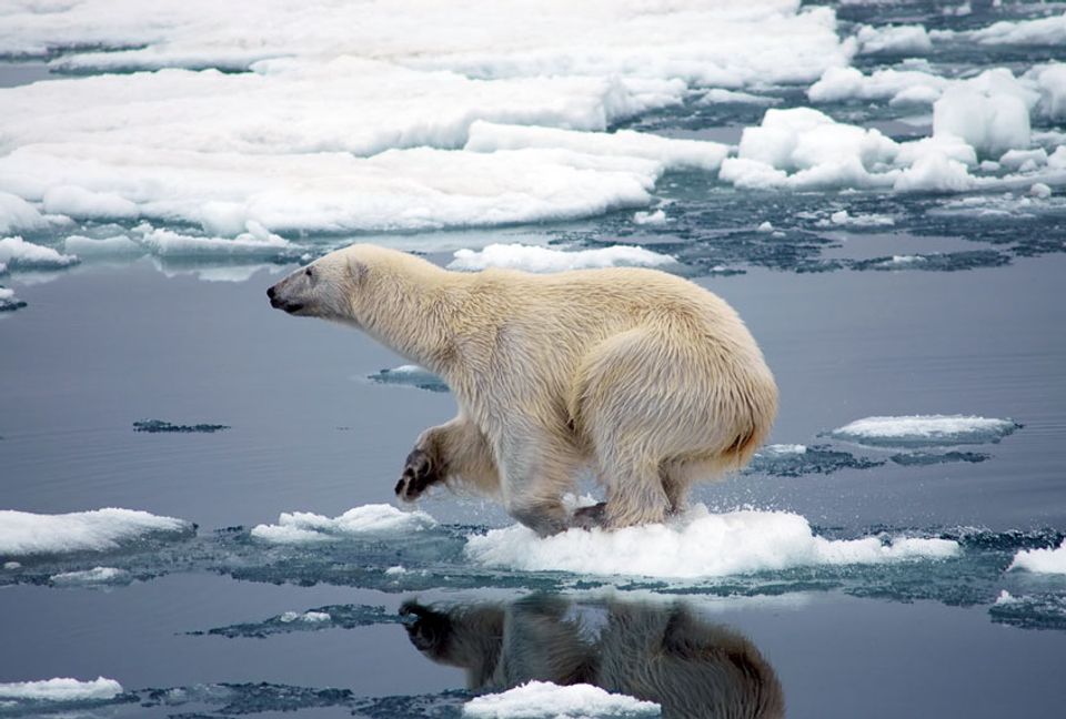 “The poster child for climate change” Study predicts polar bears will