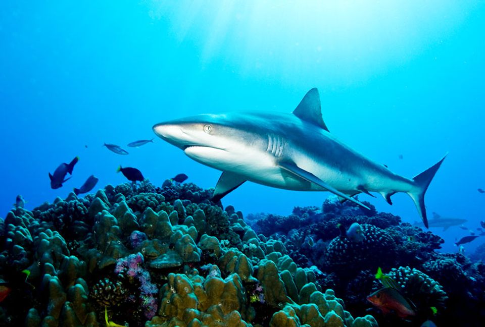 Sharks are now "functionally extinct" from reefs. That's bad news for