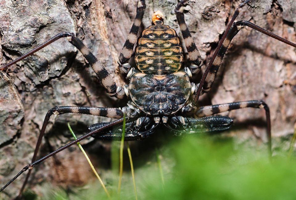 Making Sense Of The Great Whip Spider Boom