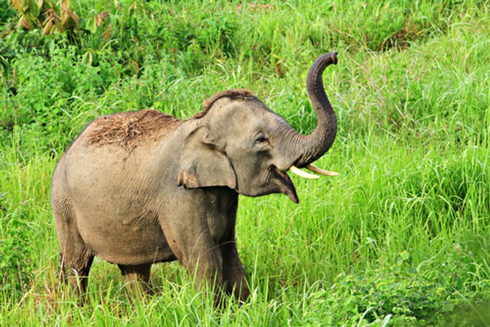 Indian farmers fight elephants with chili peppers | Salon.com