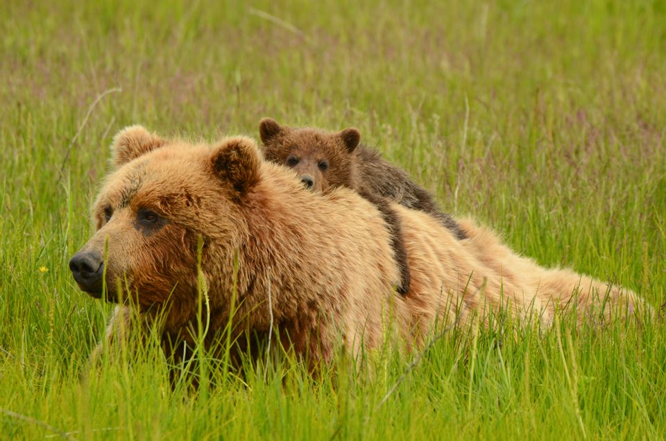 Home on the range: How to live with grizzly bears | Salon.com