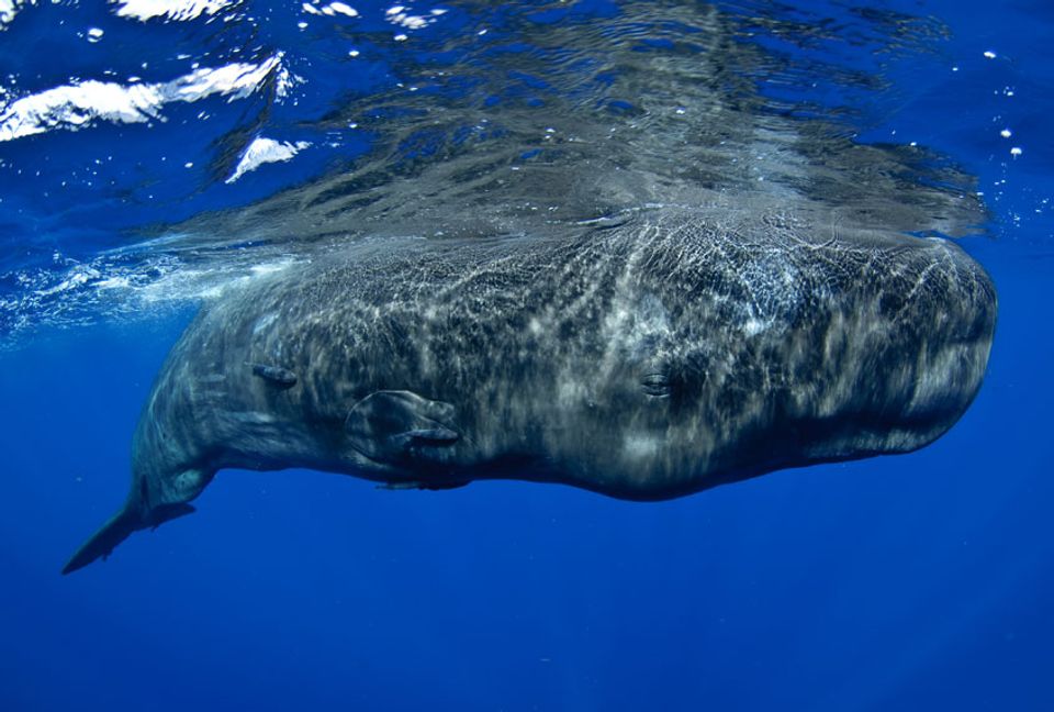 Whale dies of plastic ingestion, shining a light on how cetaceans are ...