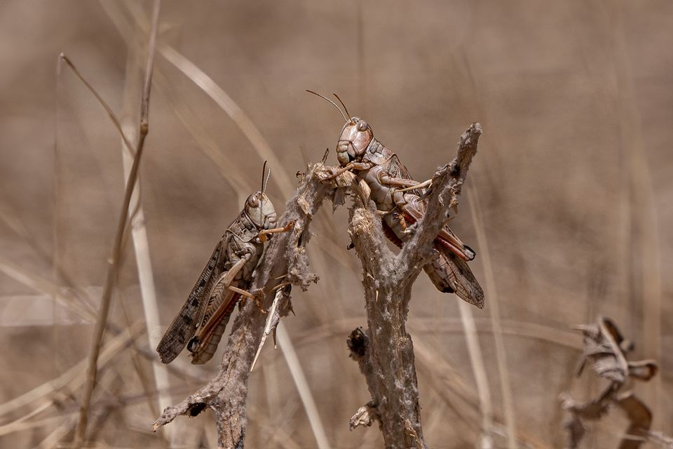 Locust swarms will intensify with climate change, threatening food